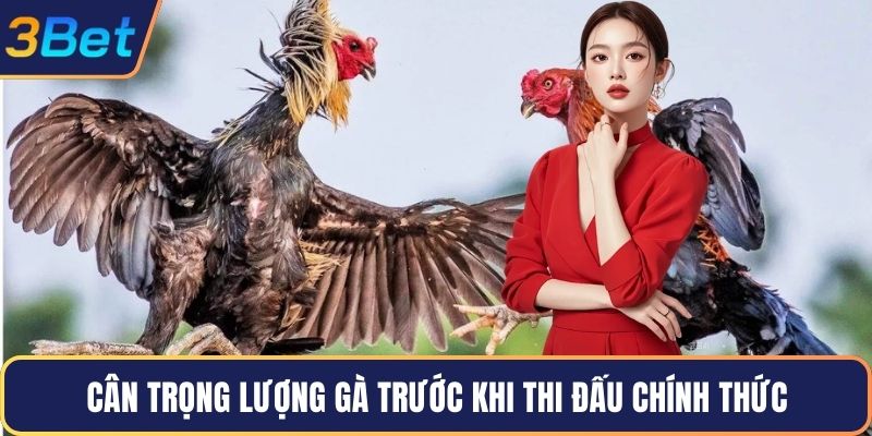 Cân trọng lượng gà trước khi thi đấu chính thức