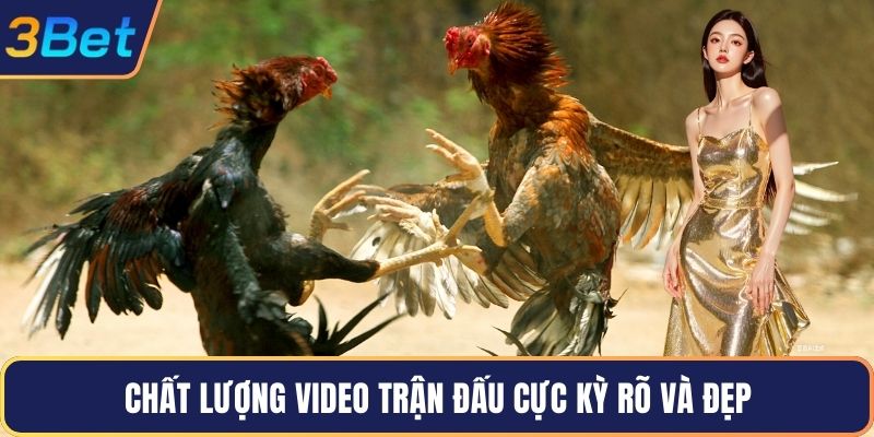 Chất lượng video trận đấu cực kỳ rõ và đẹp