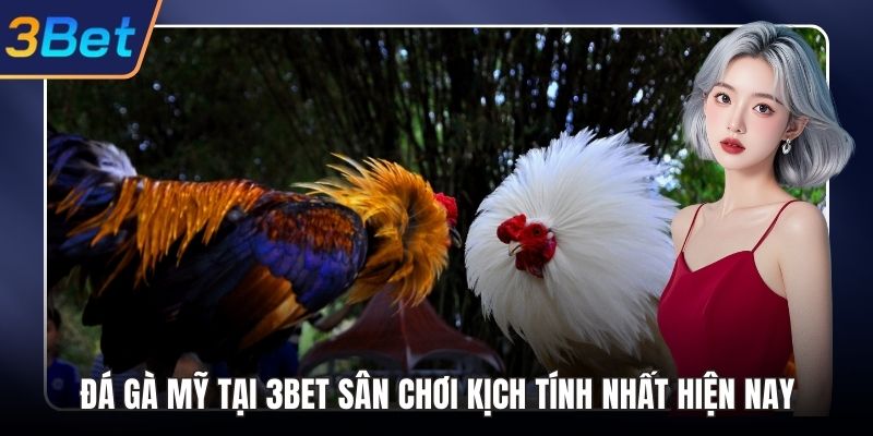 Đá gà mỹ