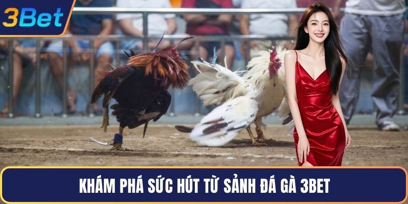 Khám phá sức hút từ sảnh đá gà 3Bet