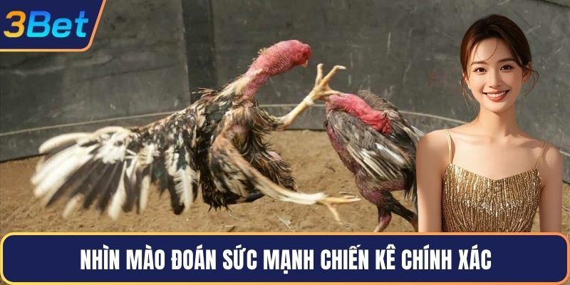 Nhìn mào đoán sức mạnh chiến kê chính xác