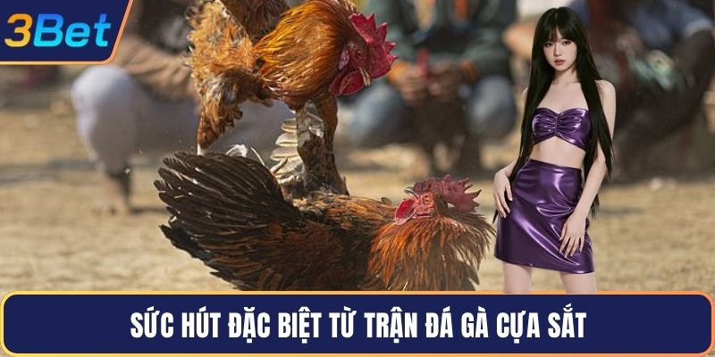 Sức hút đặc biệt từ trận đá gà cựa sắt