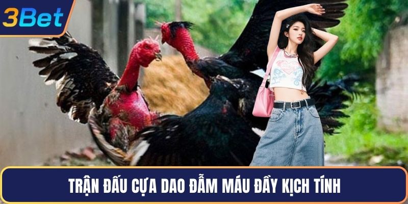 Trận đấu cựa dao đẫm máu đầy kịch tính